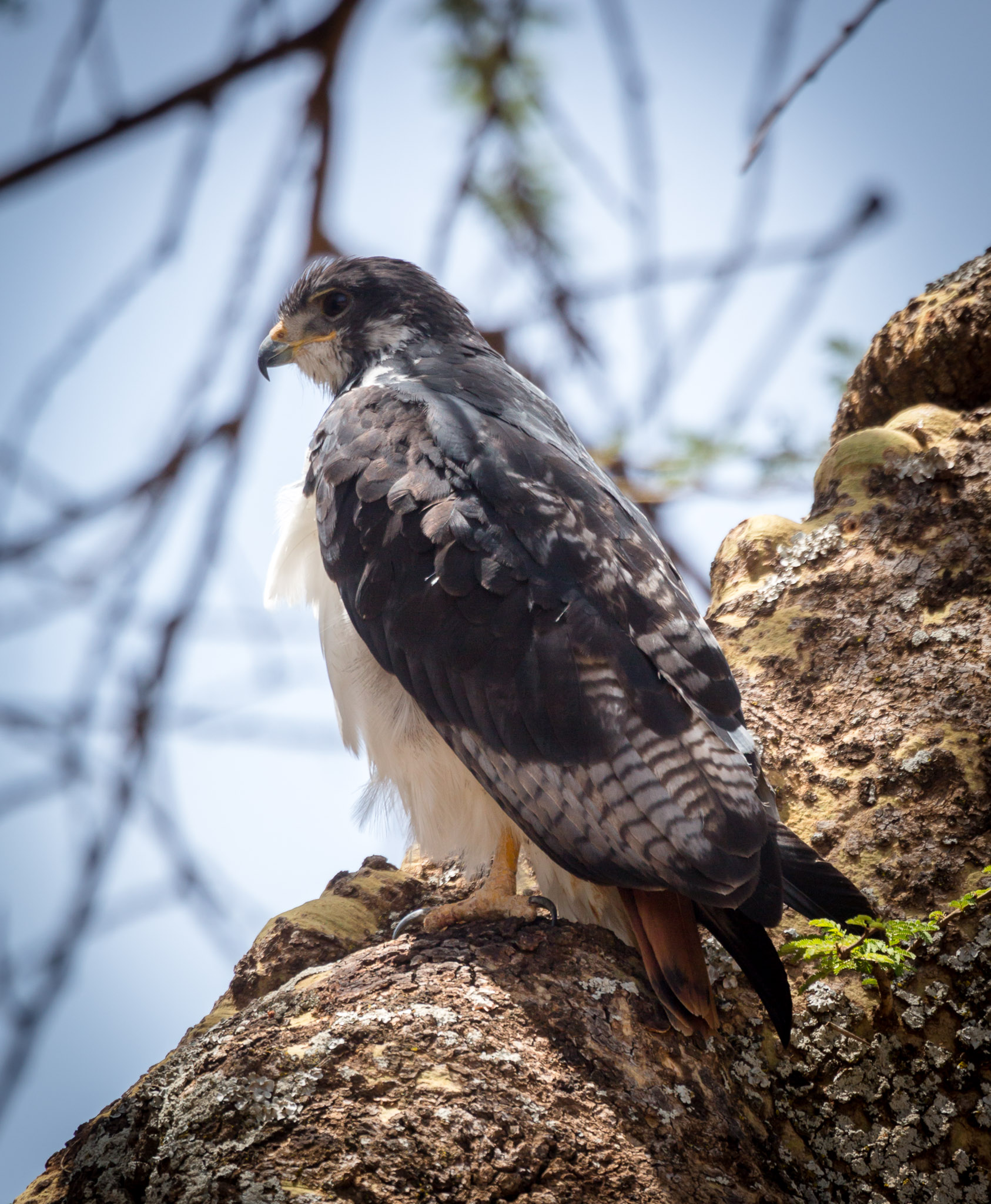 Augur Buzzard