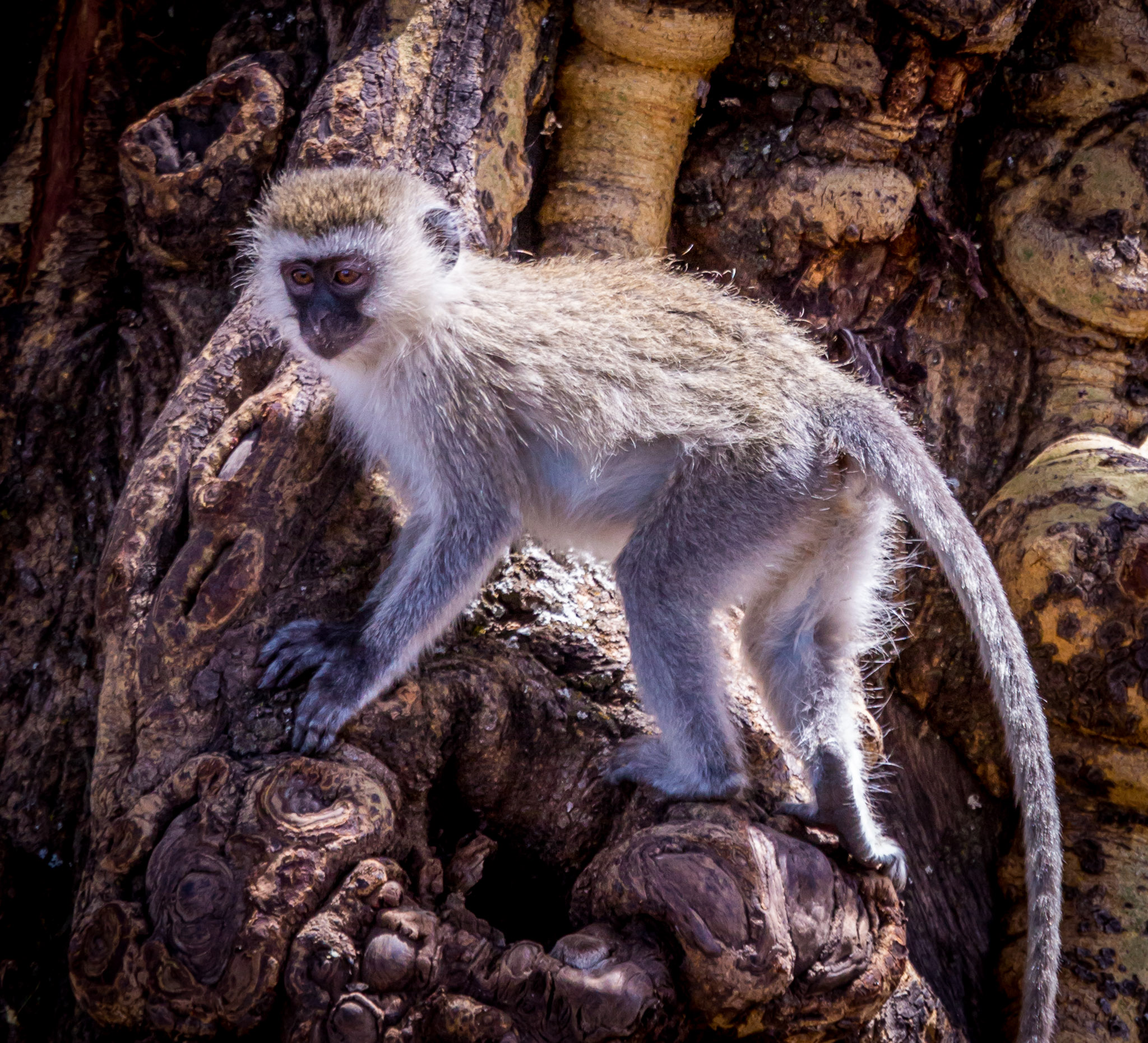 Vervet Monkey