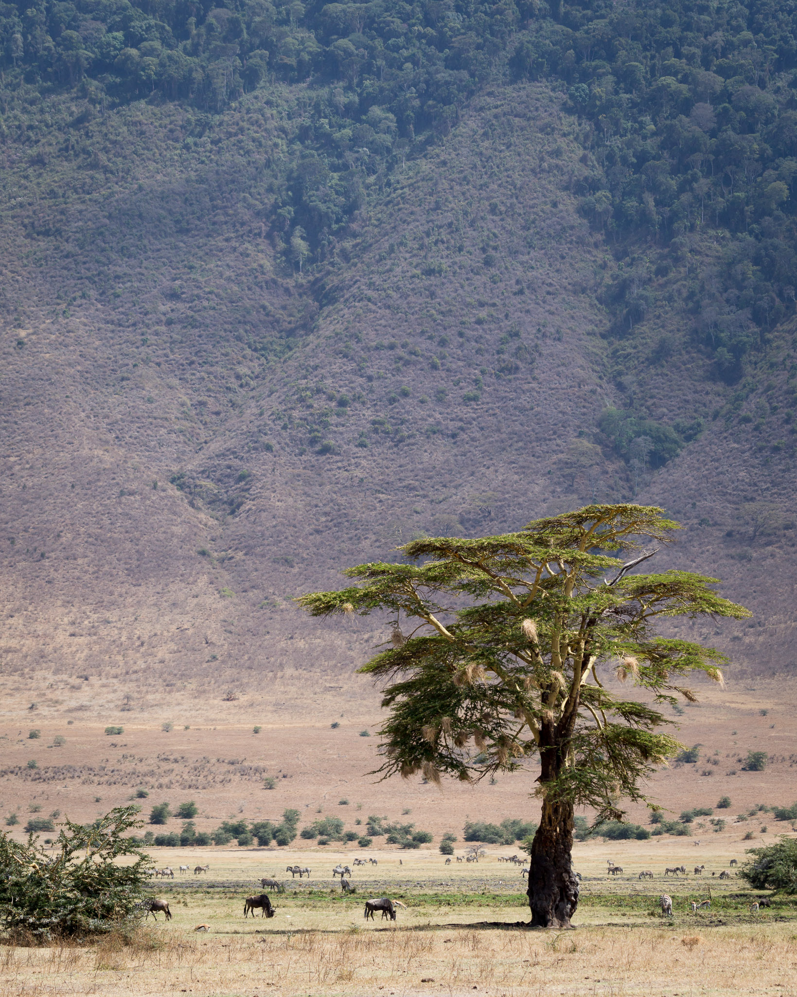 Ngorongoro crater wall