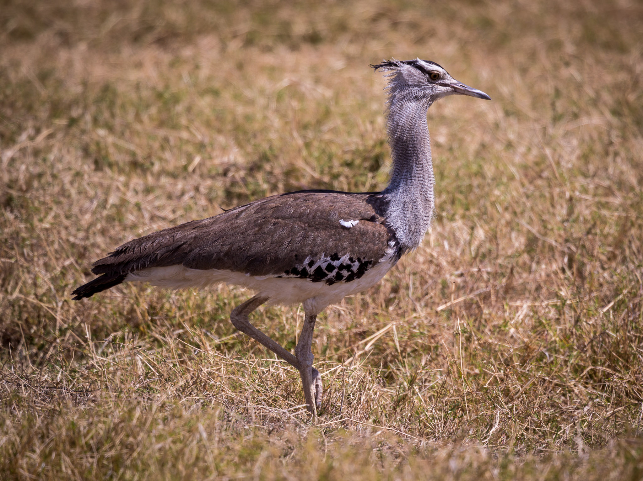 Kori Bustards