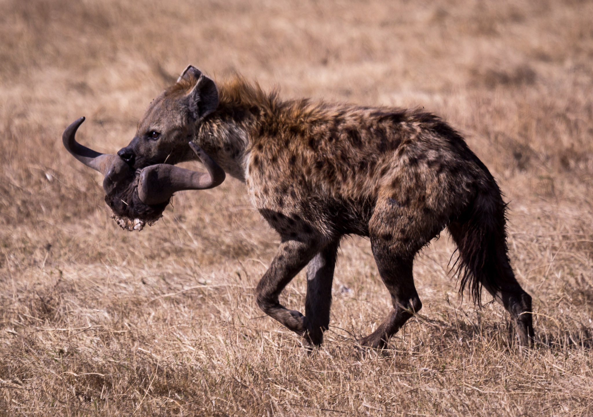 Hyena