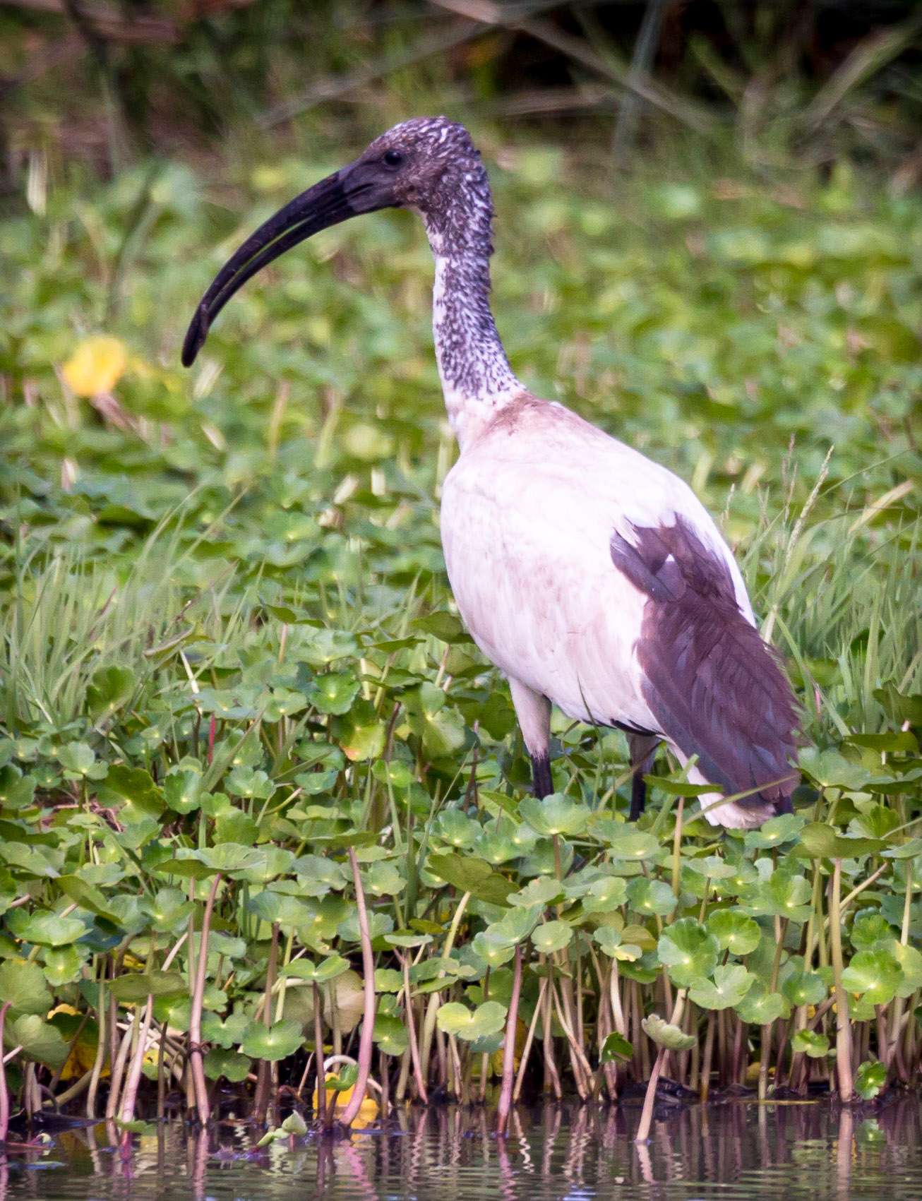 Sacred Ibis