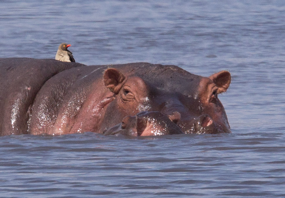 Hippo