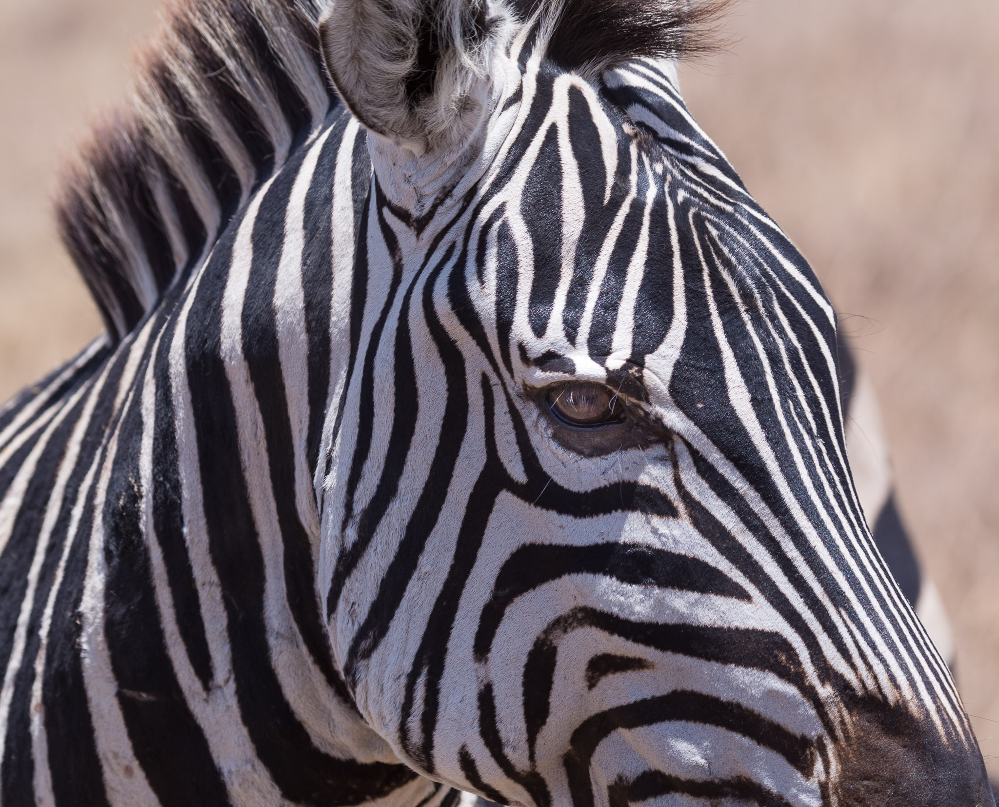 Zebra