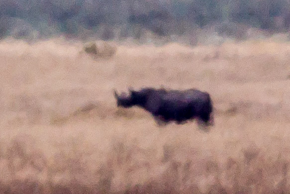 Black Rhino (as close as we got)