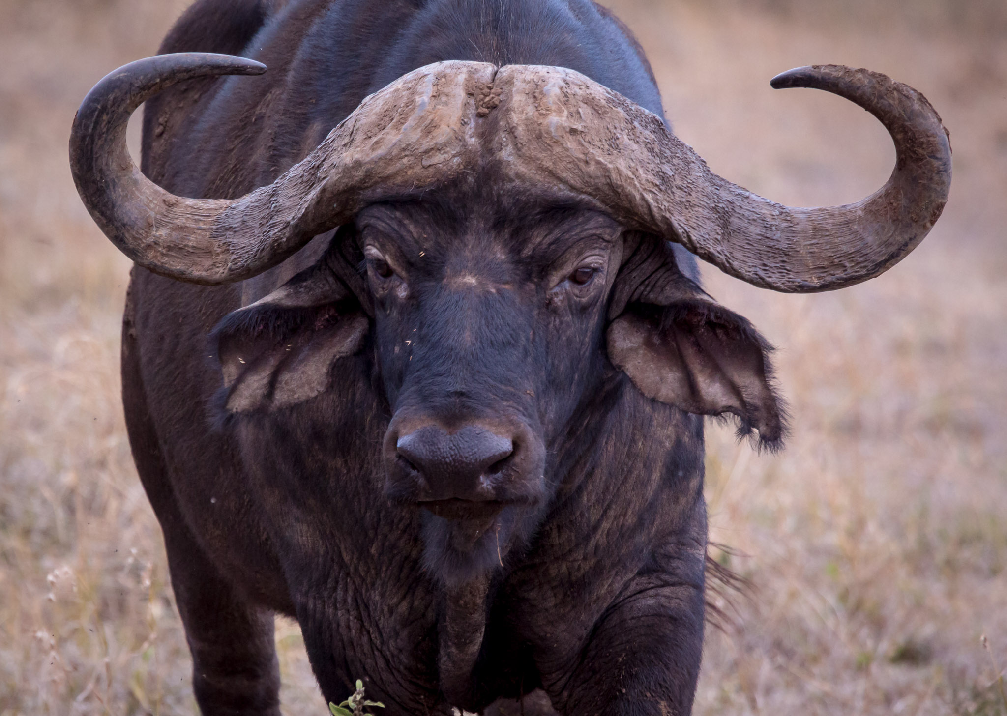 Cape Buffalo