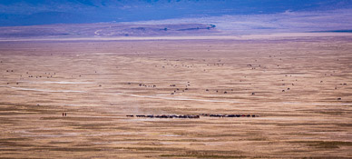 Maasai herding cattle on Ngorongoro Crater's floor (among wild animals)