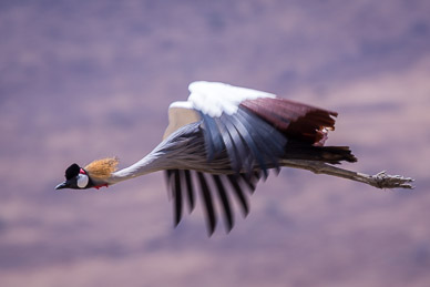 Crowned Crane