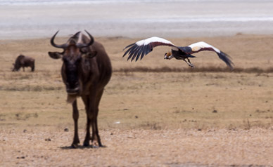 Crowned Crane & Wildebeest