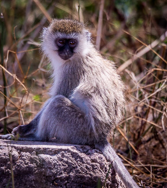 Vervet Monkey