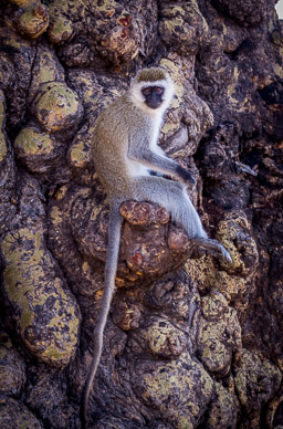 Vervet Monkey