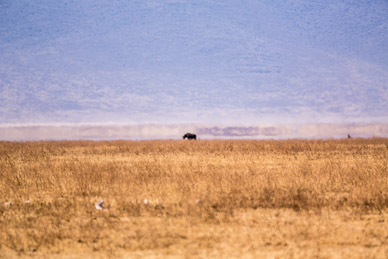 Black Rhino (as close as we got)