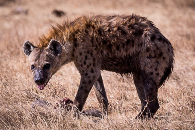 Hyena
