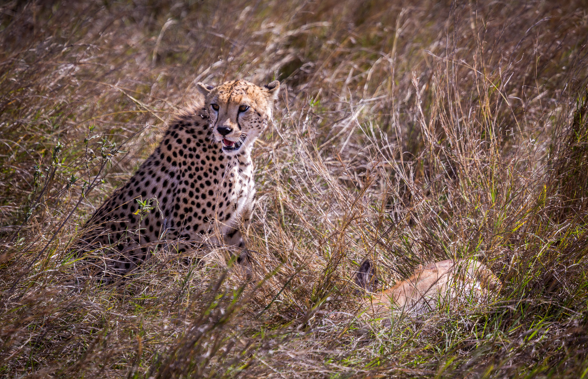 Cheetah with kill