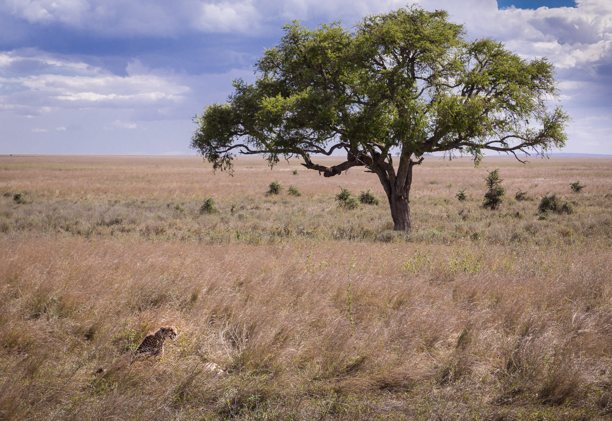 Cheetah with kill