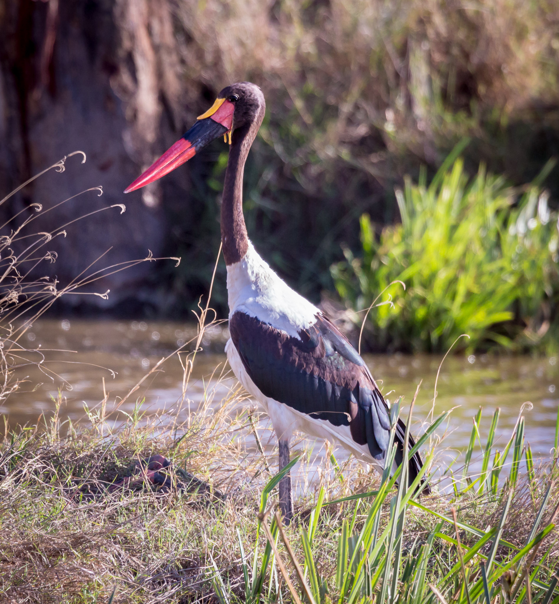 Saddle-Billed Stork