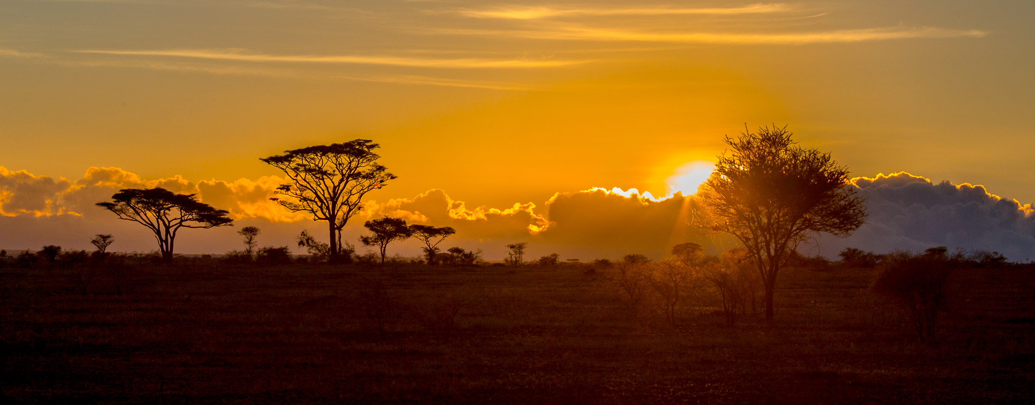 Serengeti sunrise