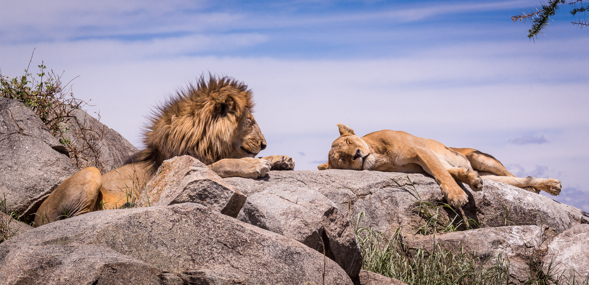 Lions on kopje