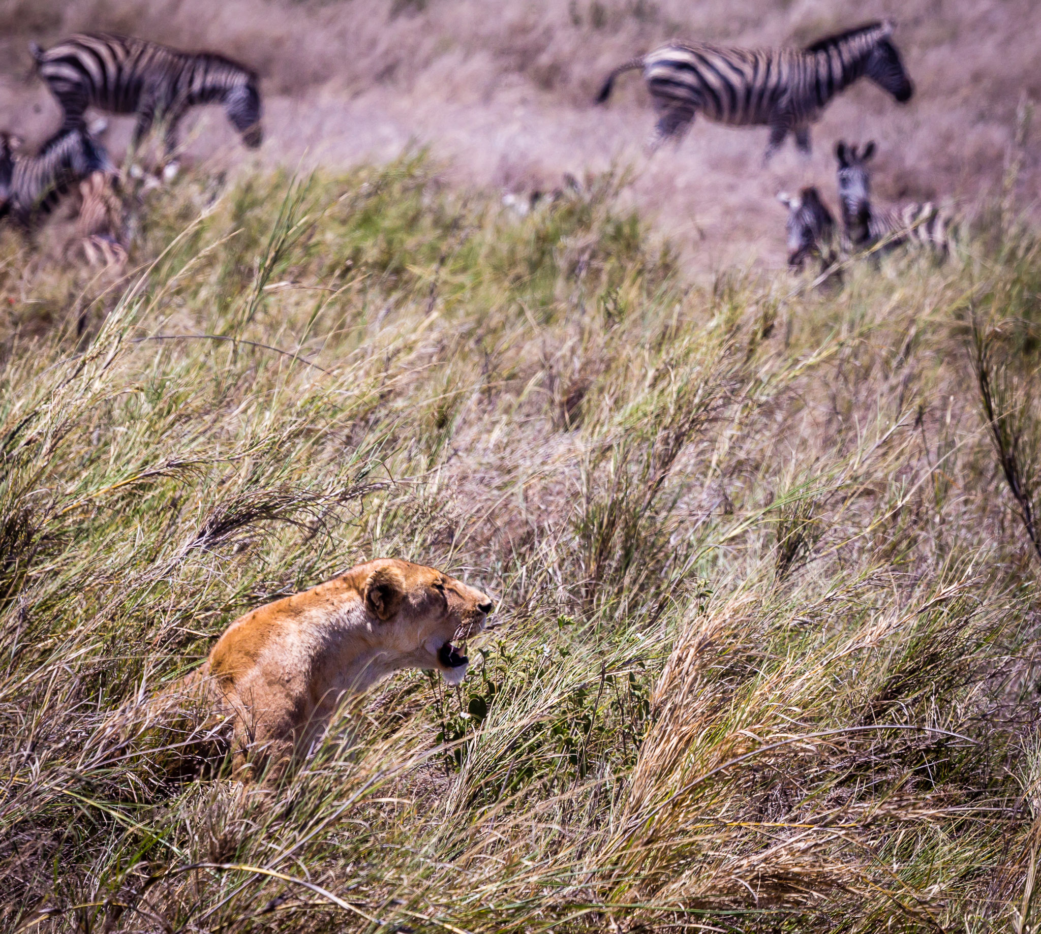 Lion & Zebra