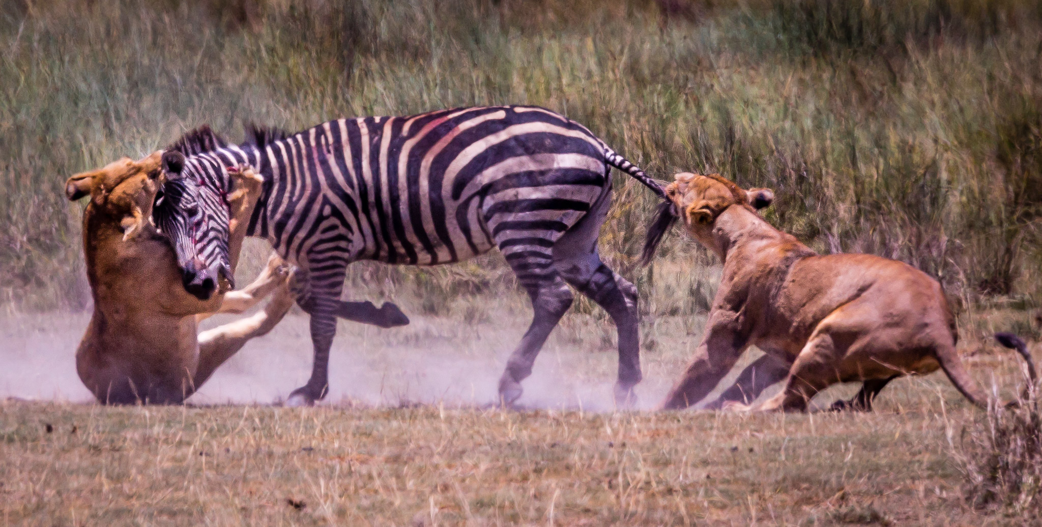 Lion & Zebra