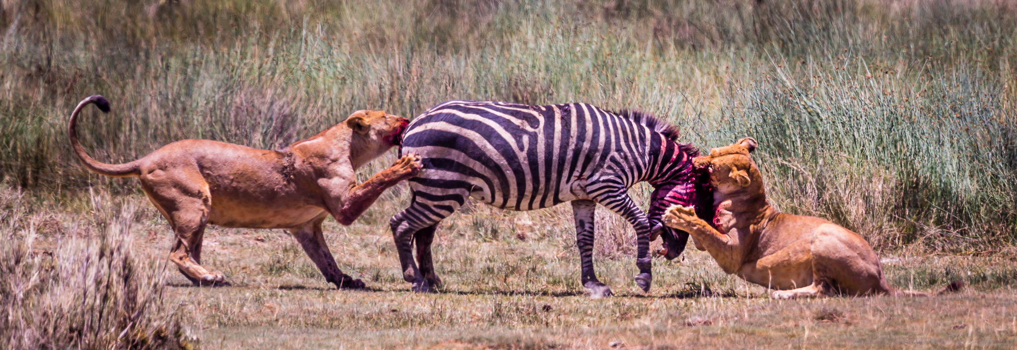 Lion & Zebra