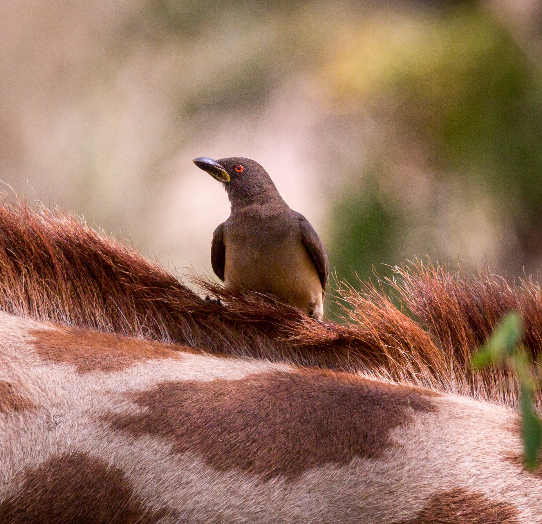 Oxpecker on giraffe