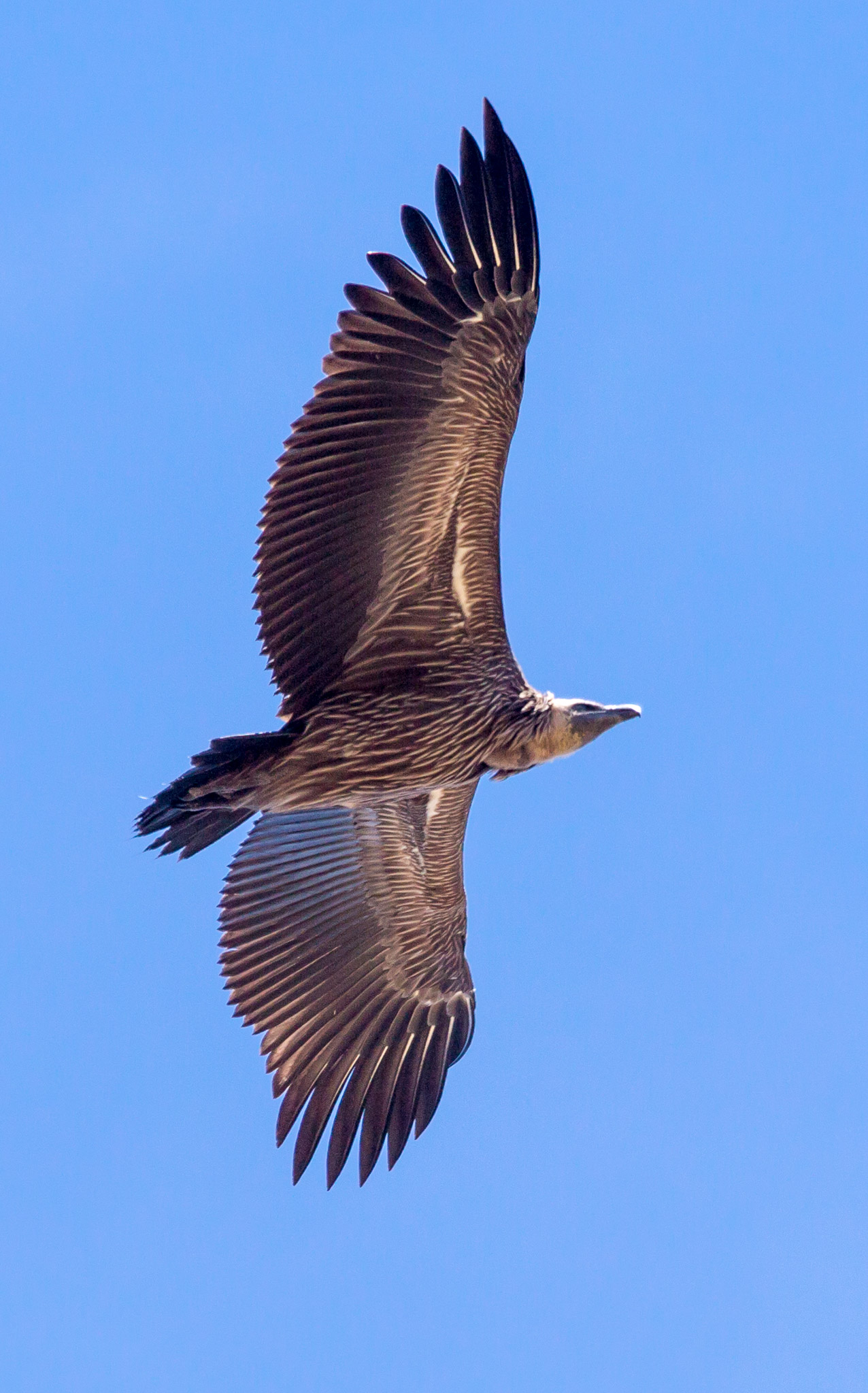 Unidentified Raptor