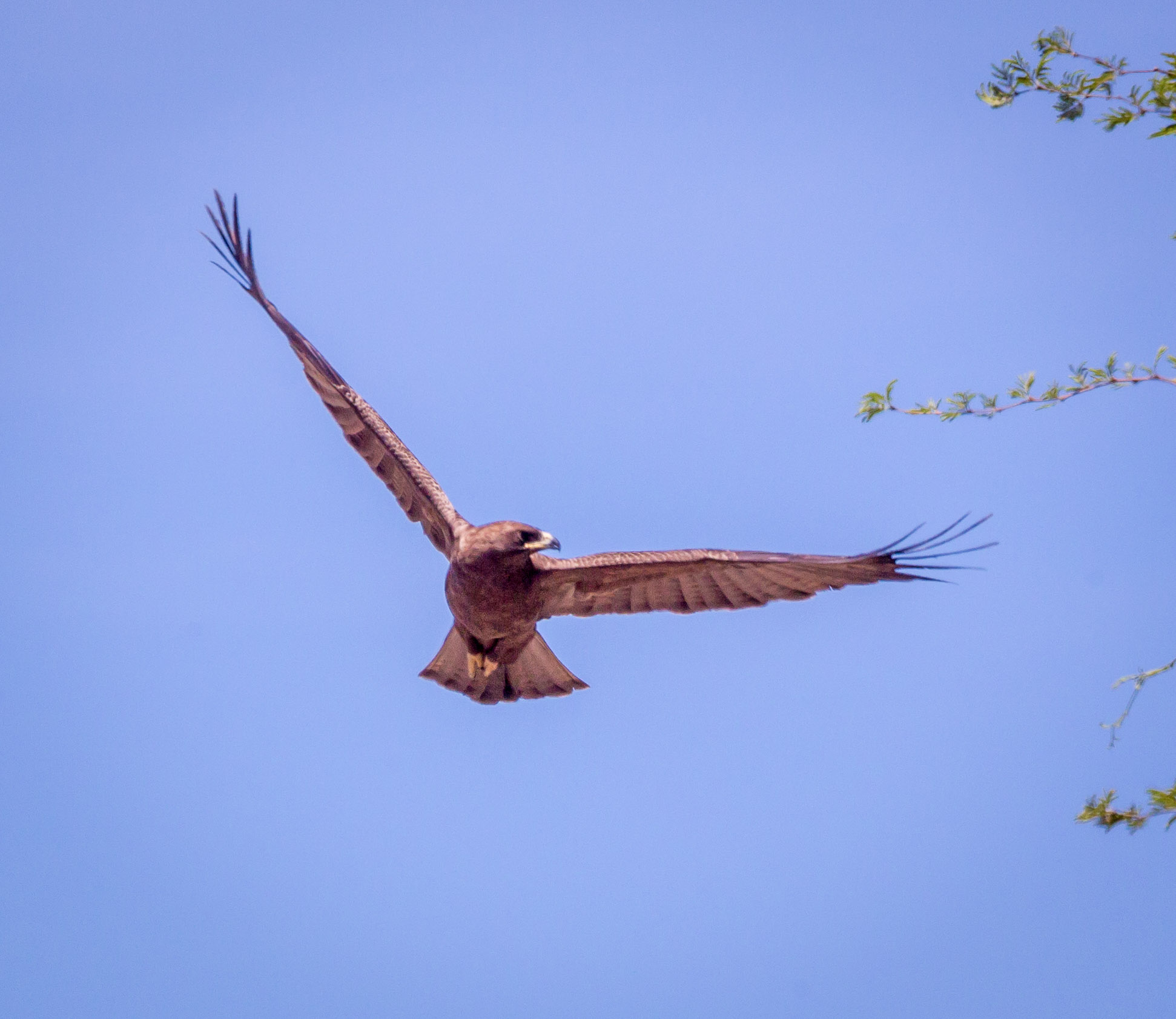 Unidentified Raptor