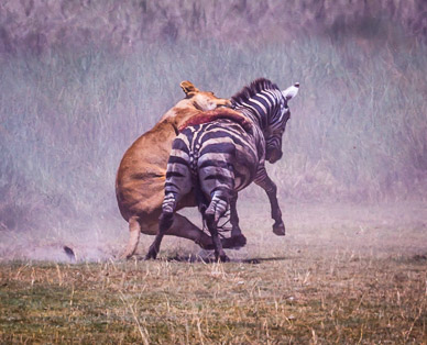 Lion & Zebra