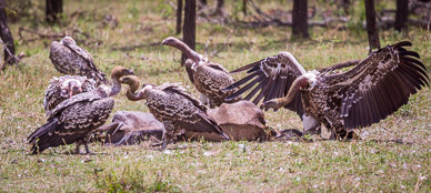 Vultures & Wildebeest