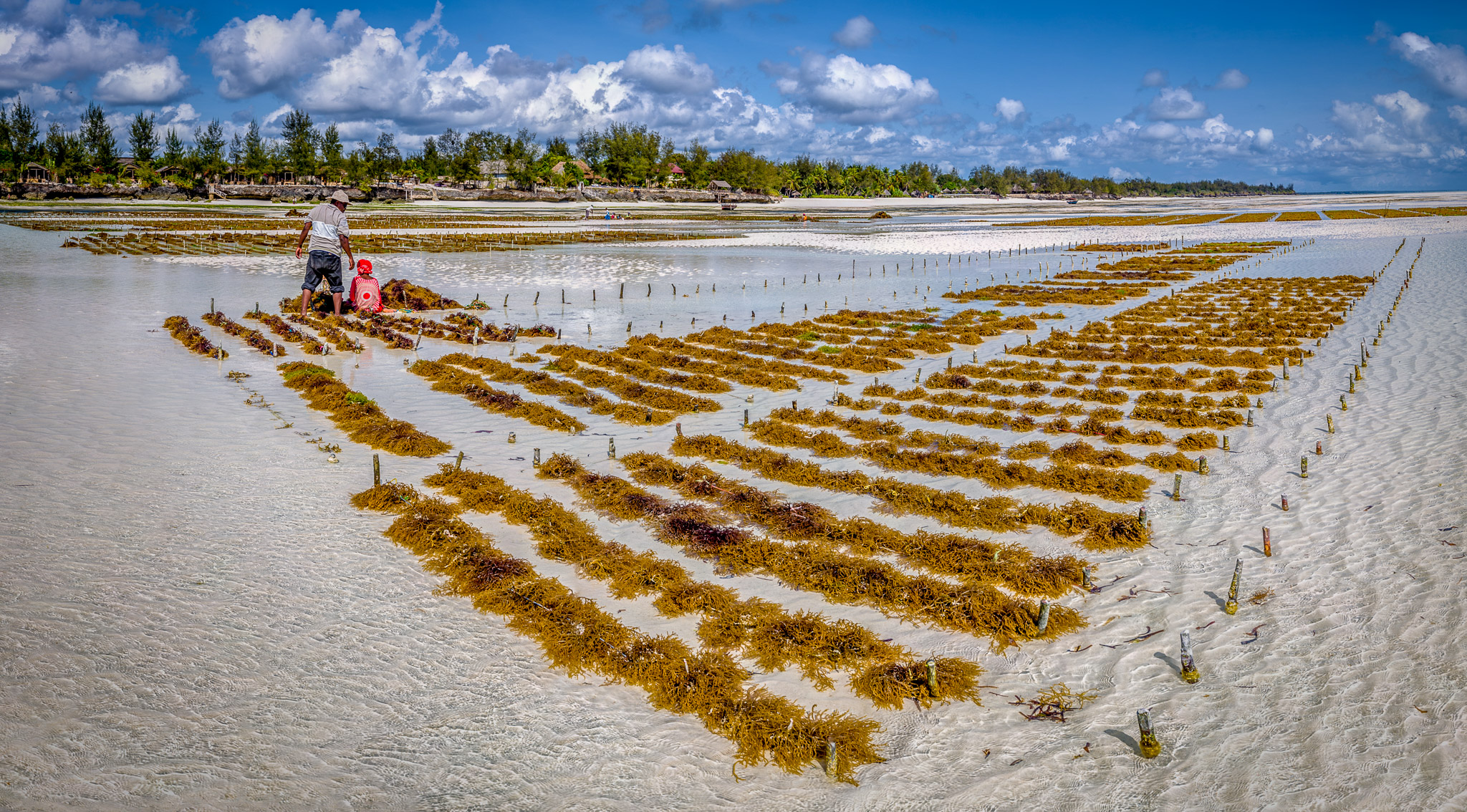 Seaweed Farming at Pongwe Beach