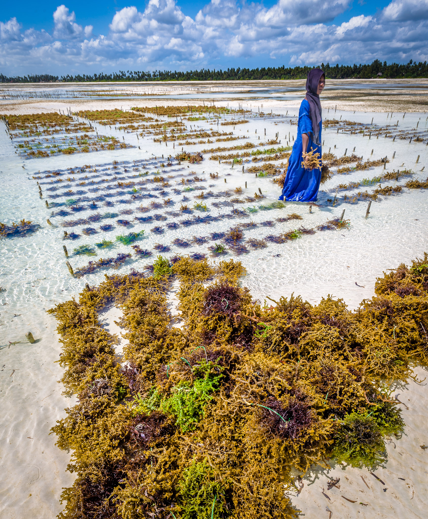 Seaweed Farming at Pongwe Beach