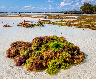 Seaweed Farming at Pongwe Beach