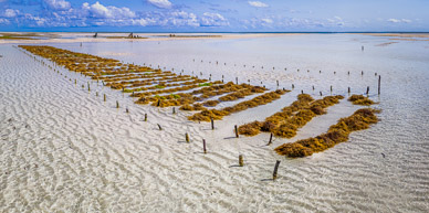 Seaweed Farming at Pongwe Beach