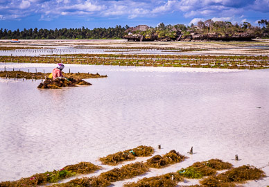Seaweed Farming at Pongwe Beach