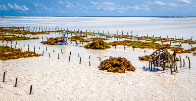 Seaweed Farming at Pongwe Beach