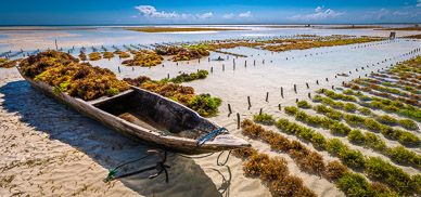 Seaweed Farming at Pongwe Beach