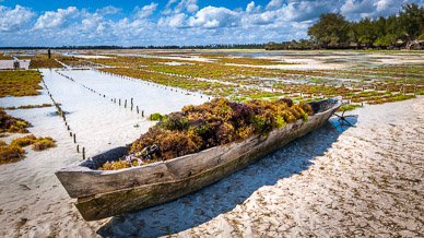 Seaweed Farming at Pongwe Beach