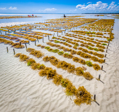 Seaweed Farming at Pongwe Beach
