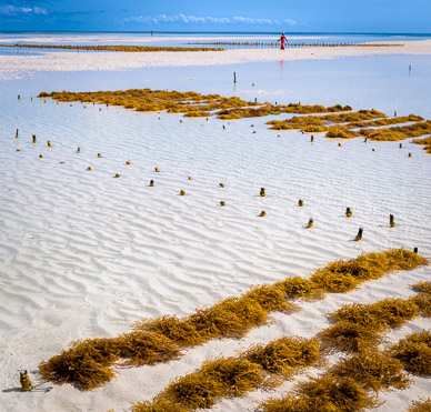 Seaweed Farming at Pongwe Beach