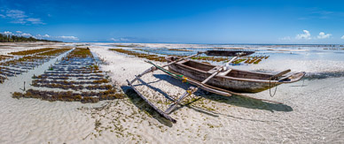 Seaweed Farming at Pongwe Beach