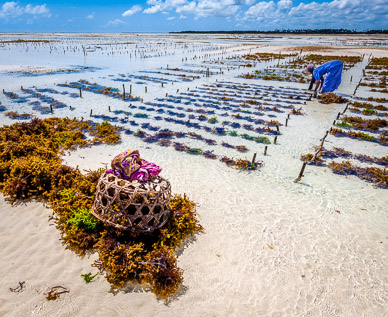Seaweed Farming at Pongwe Beach