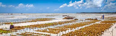 Seaweed Farming at Pongwe Beach
