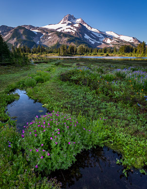 Early morning light on wildflowers, Russell Lake