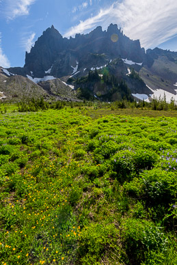 Upper Canyon Creek Meadows & 3 Fingered Jack, with a few lupine & buttercup
