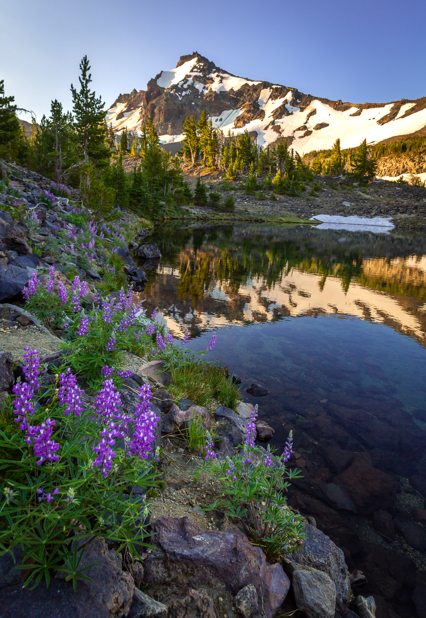 Lupine. tarn & Broken Top