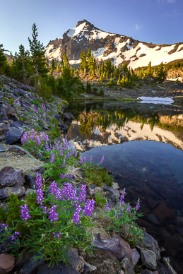 Lupine. tarn & Broken Top