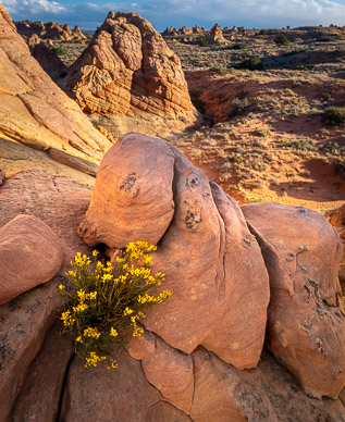 Late Blooming Flowers, Cottonwood Cove