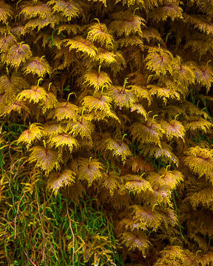 Hoh Rain Forest, Olympic Peninsula