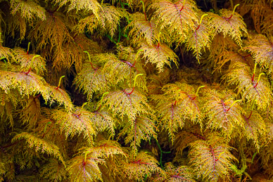 Hoh Rain Forest, Olympic Peninsula